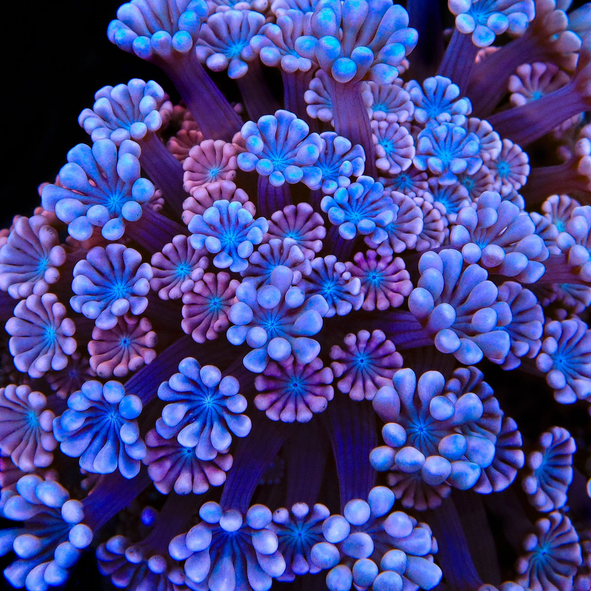 TSA Kirby Alveopora Coral