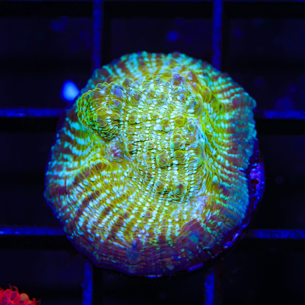 TSA Kriss Kross Chalice Coral