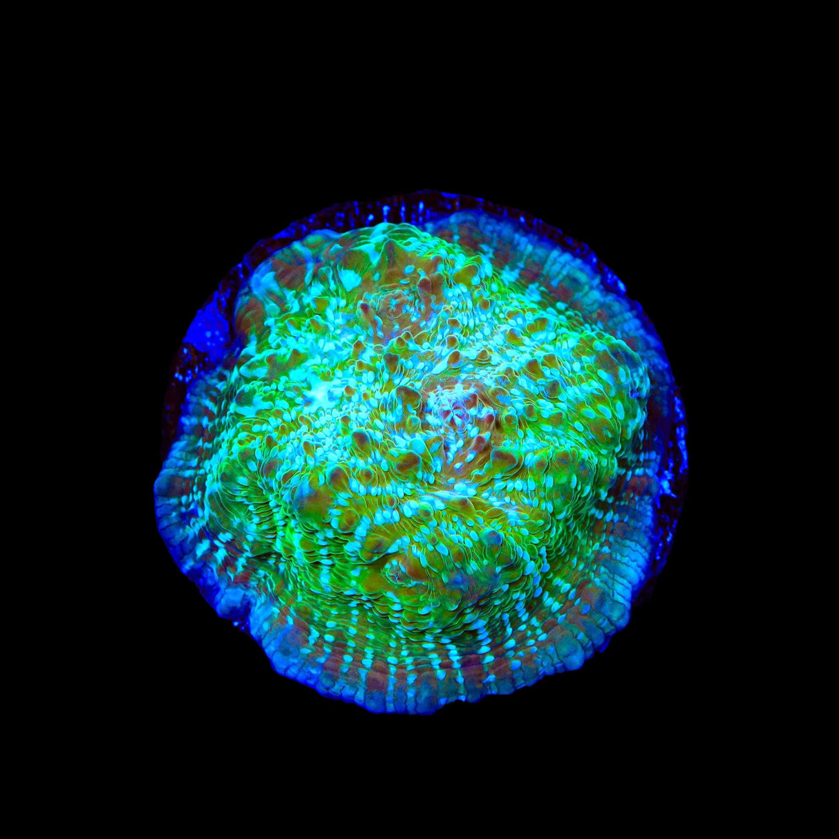 TSA Kriss Kross Chalice Coral