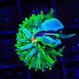 TSA Krypton Aquacultured Plate Coral