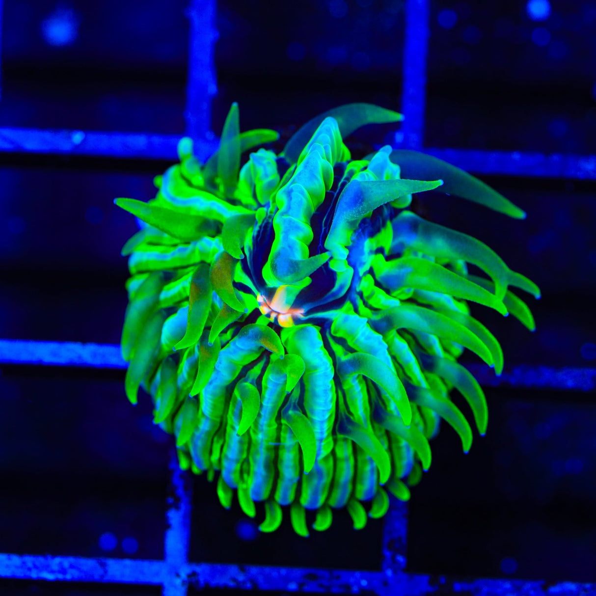 TSA Krypton Aquacultured Plate Coral