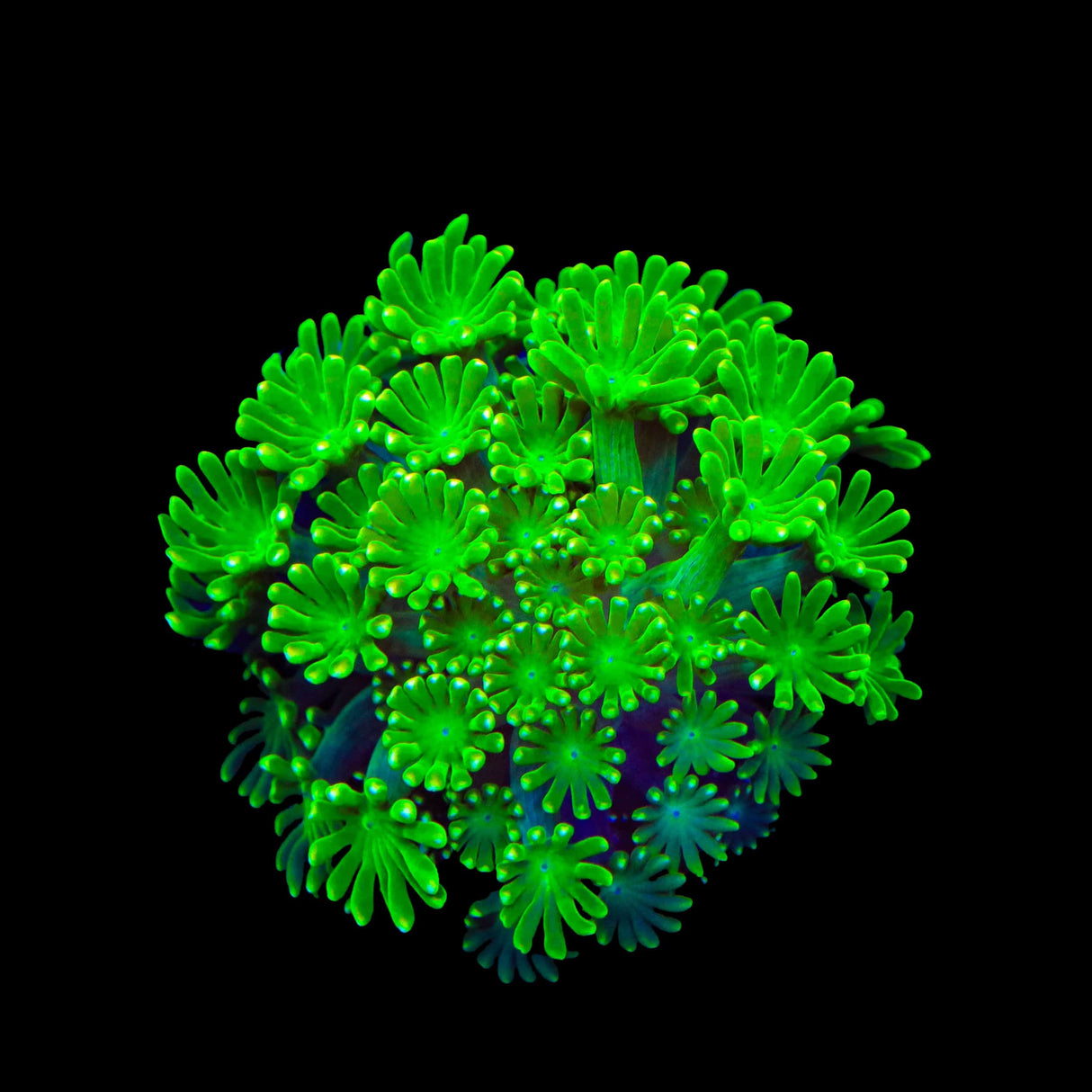 TSA Kryptonite Alveopora Coral