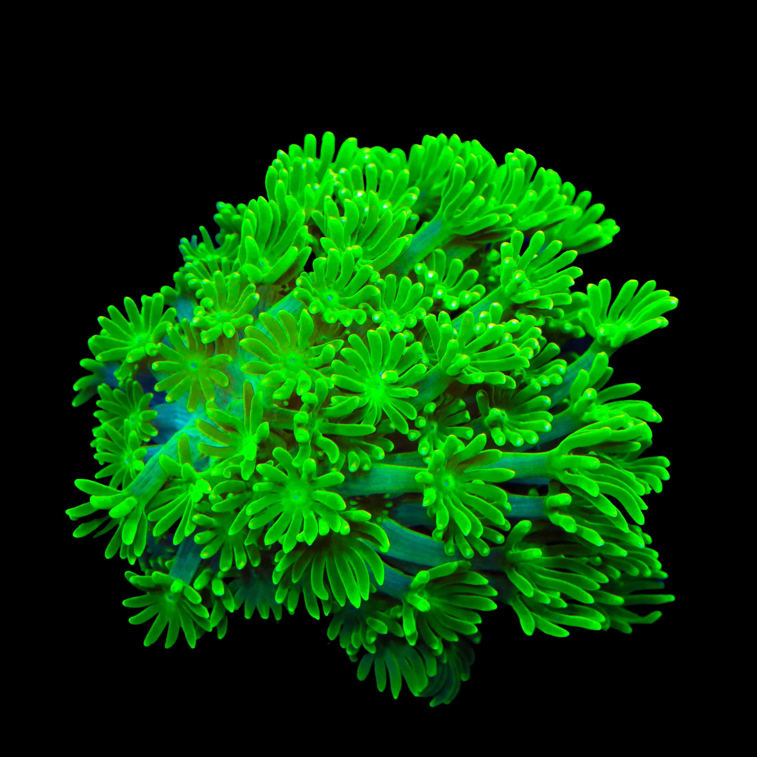 TSA Kryptonite Alveopora Coral