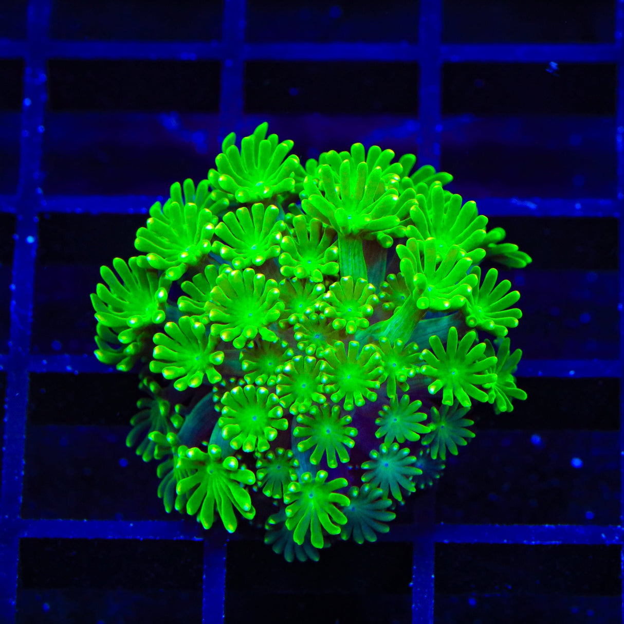 TSA Kryptonite Alveopora Coral