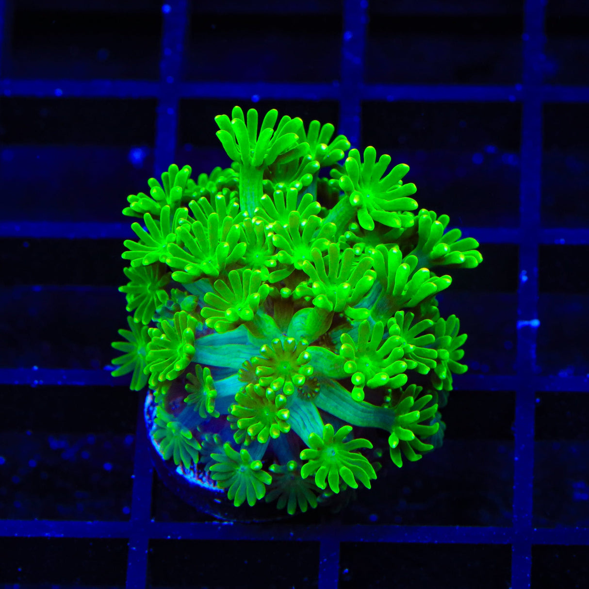 TSA Kryptonite Alveopora Coral