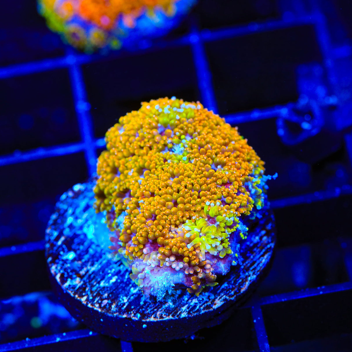 TSA Laffy Taffy Goniopora Coral