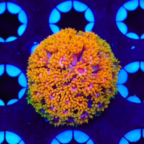 TSA Laffy Taffy Goniopora Coral