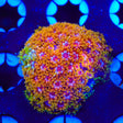 TSA Laffy Taffy Goniopora Coral