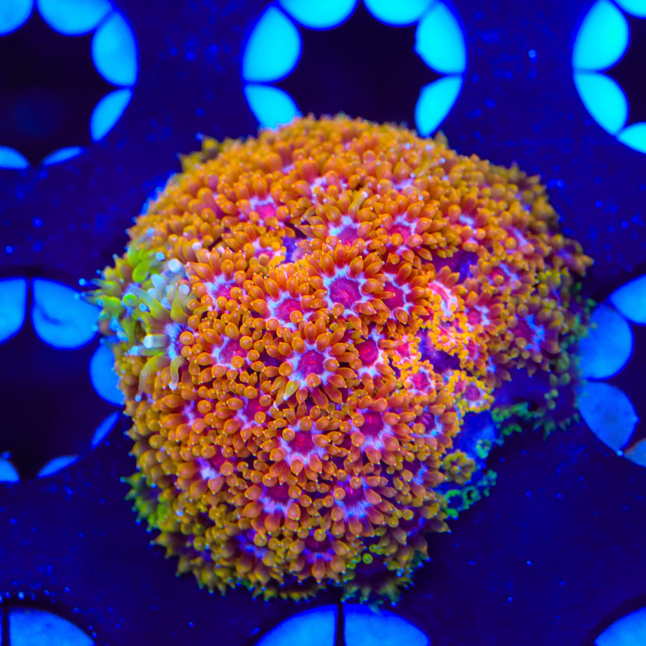 TSA Laffy Taffy Goniopora Coral