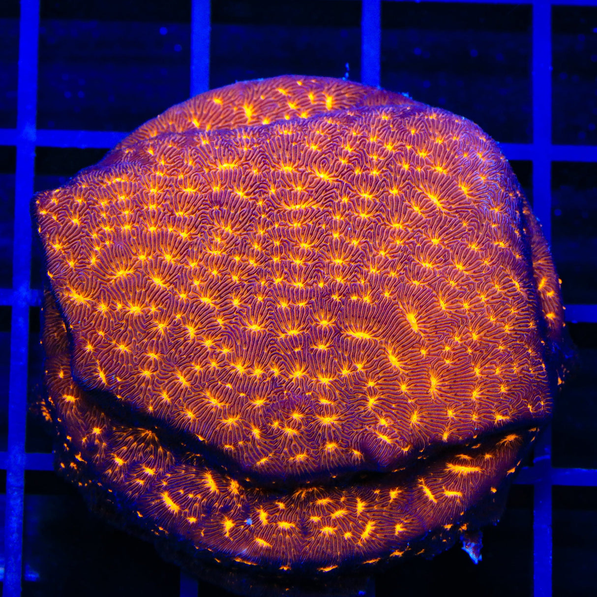 TSA Lava Field Leptoseris XL Frag Coral