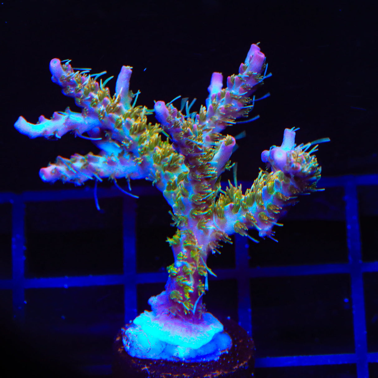TSA Lavender Haze Acropora Coral