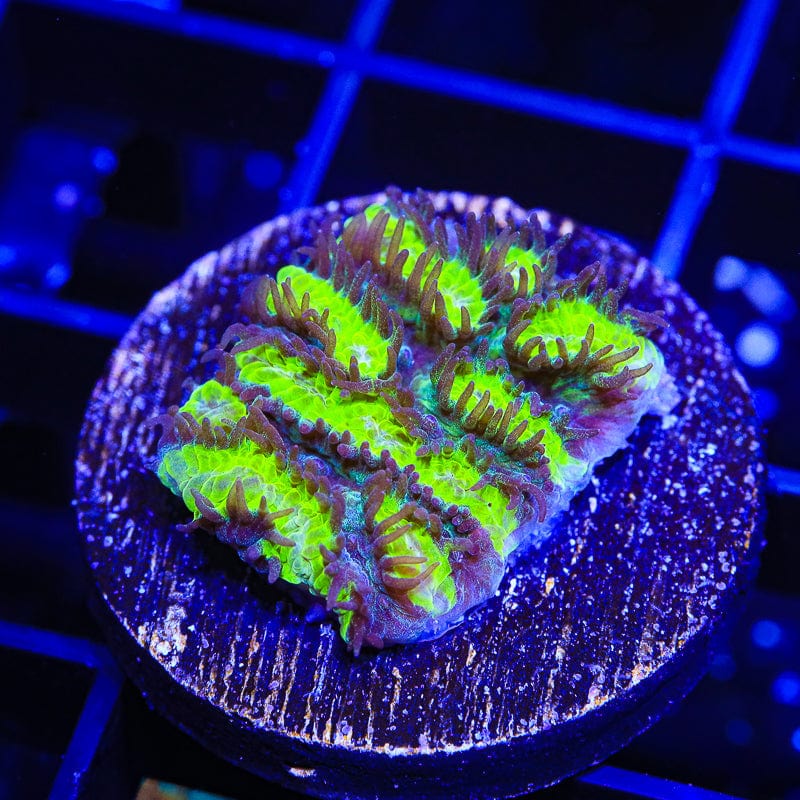 TSA Lemon Frost Hydnophora Hydnophora Coral