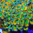 TSA Lemon Twist Palythoas Coral
