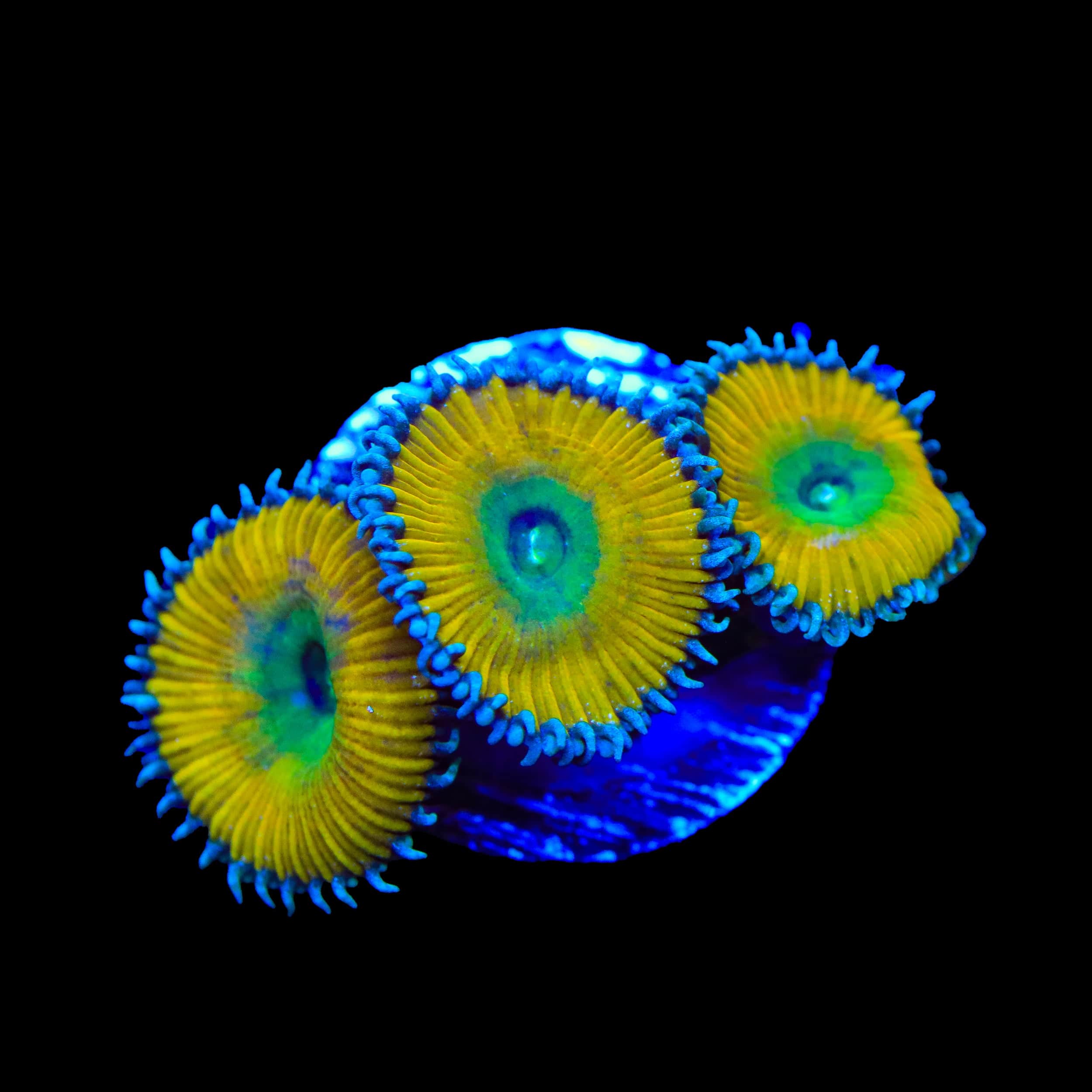 TSA Lemon Twist Palythoas Coral – Top Shelf Aquatics