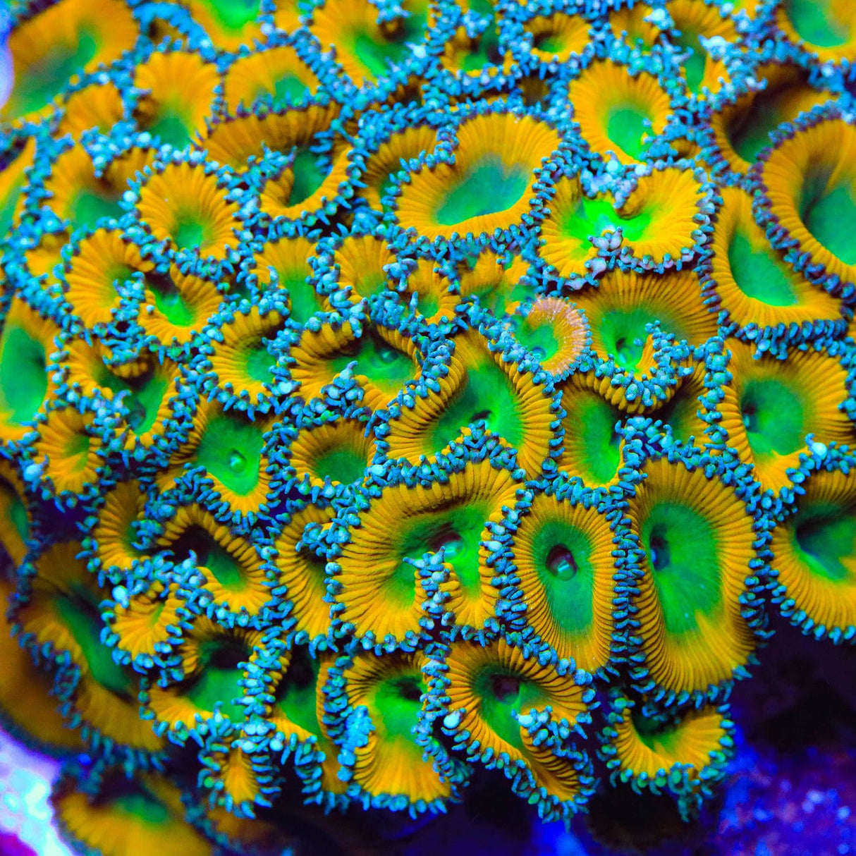 TSA Lemon Twist Palythoas Coral