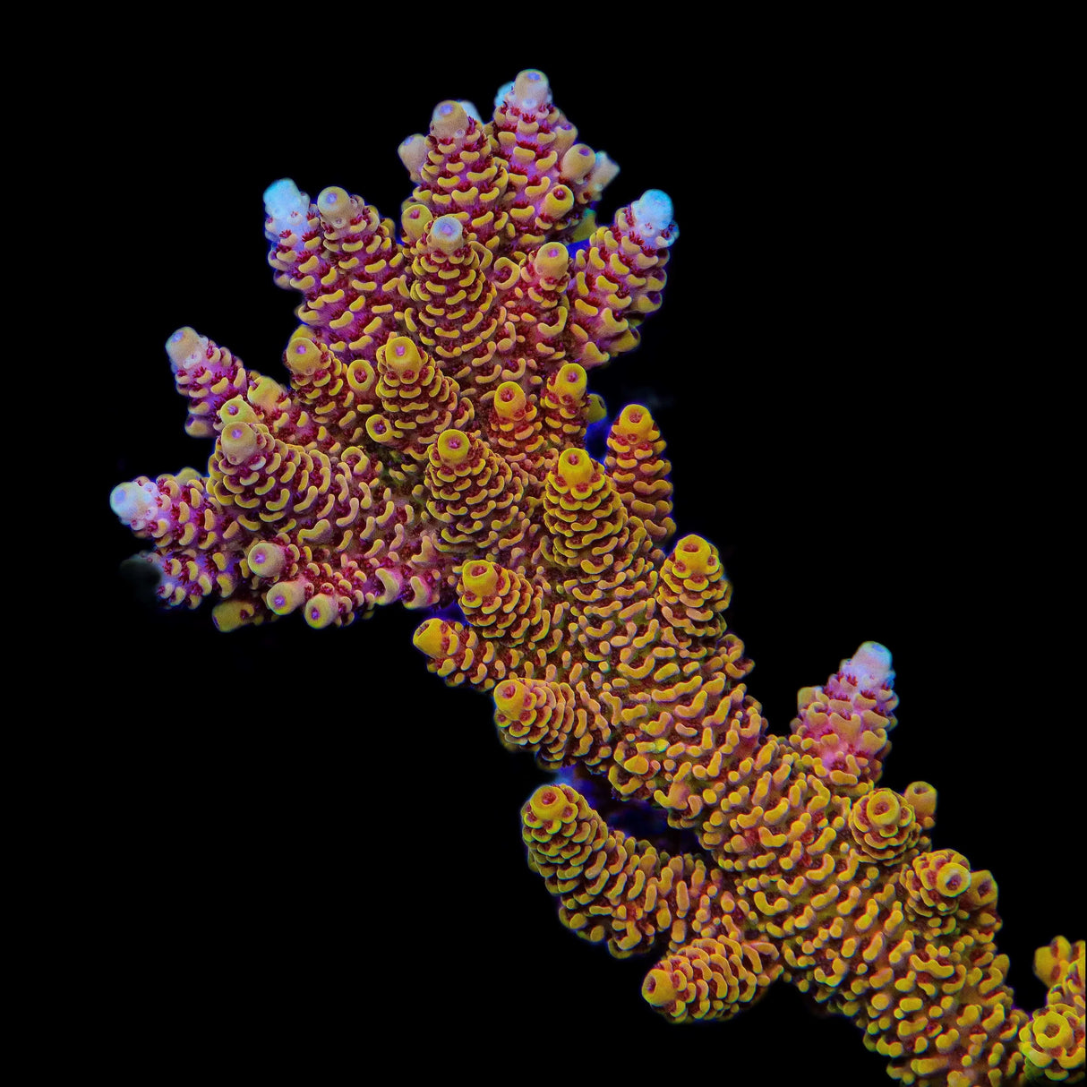 TSA Lion O Acropora Coral