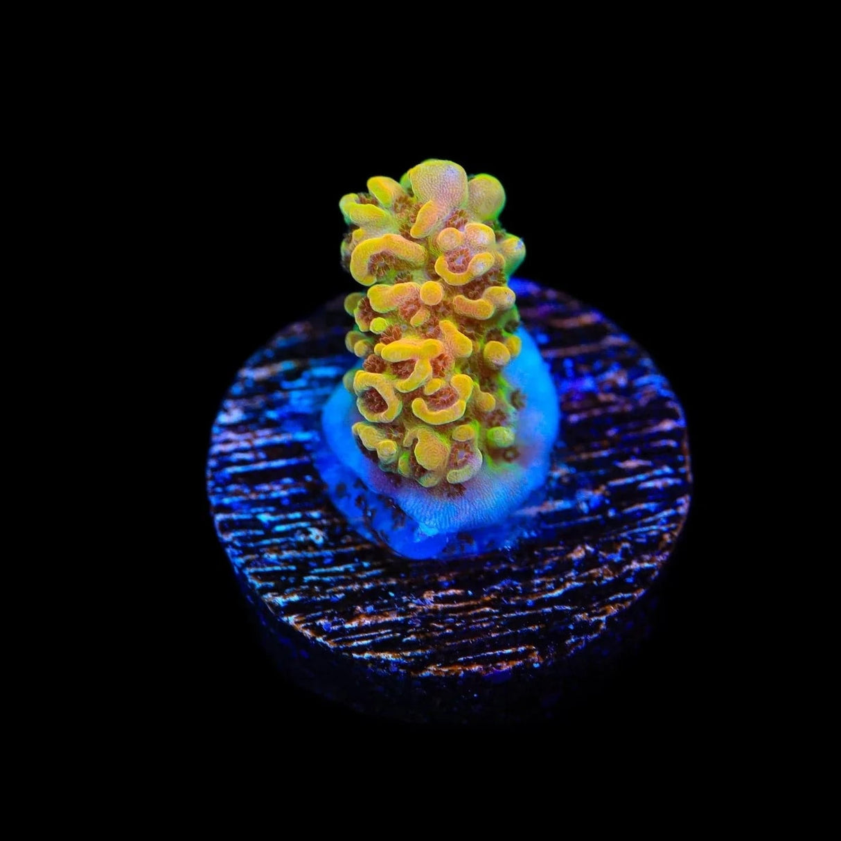 TSA Lion O Acropora Coral
