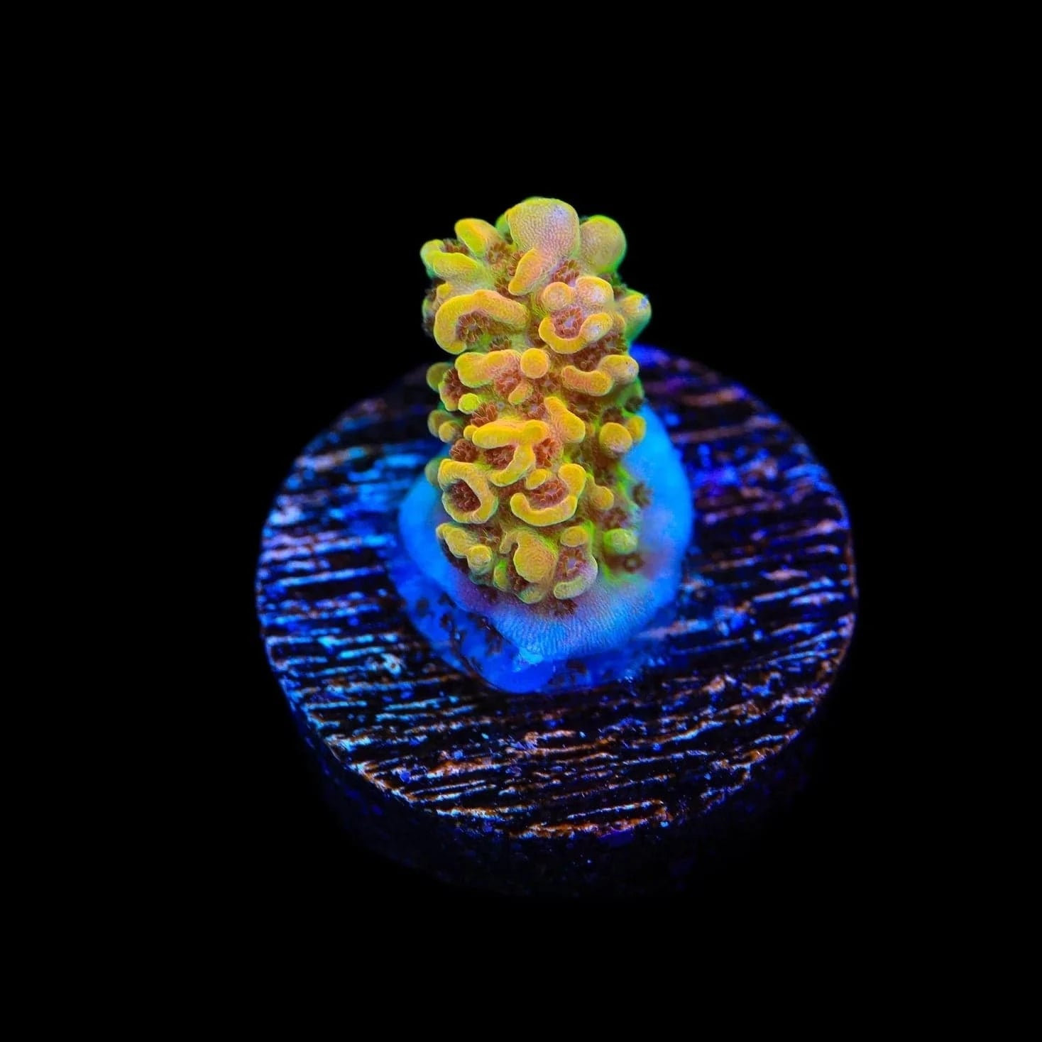 TSA Lion O Acropora Coral