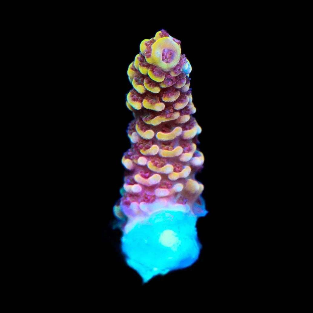 TSA Lion O Acropora Coral