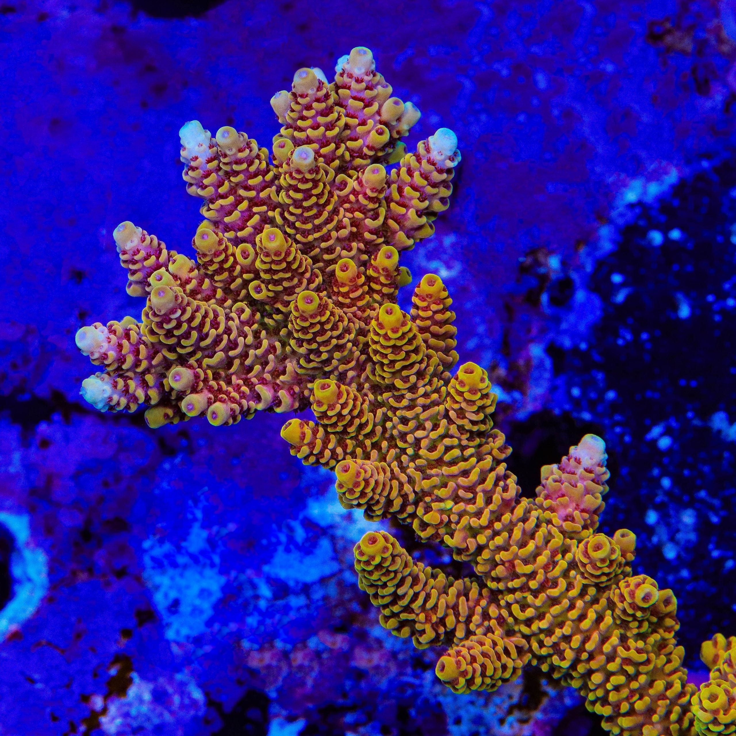 TSA Lion O Acropora Coral – Top Shelf Aquatics