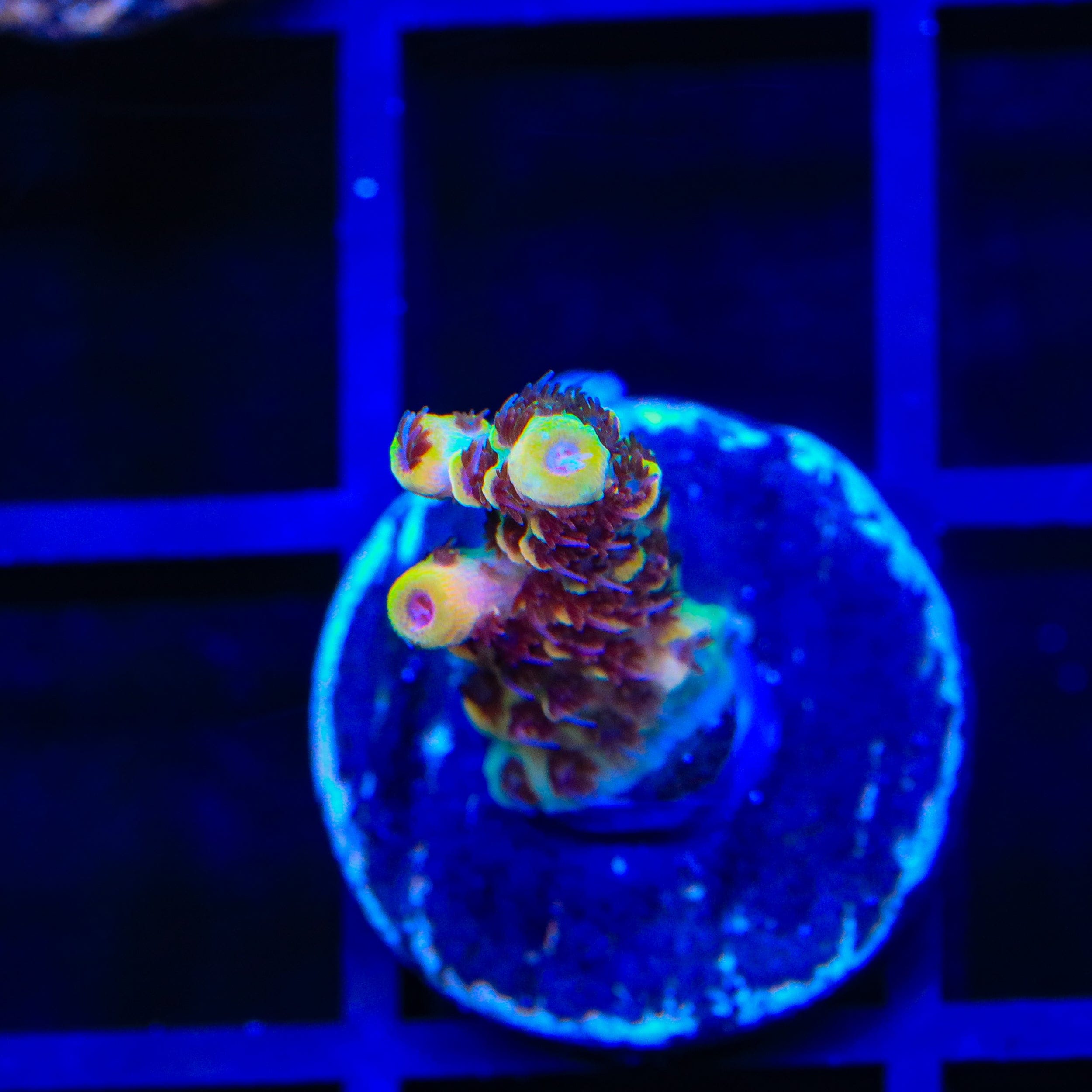 TSA Lion O Acropora Coral