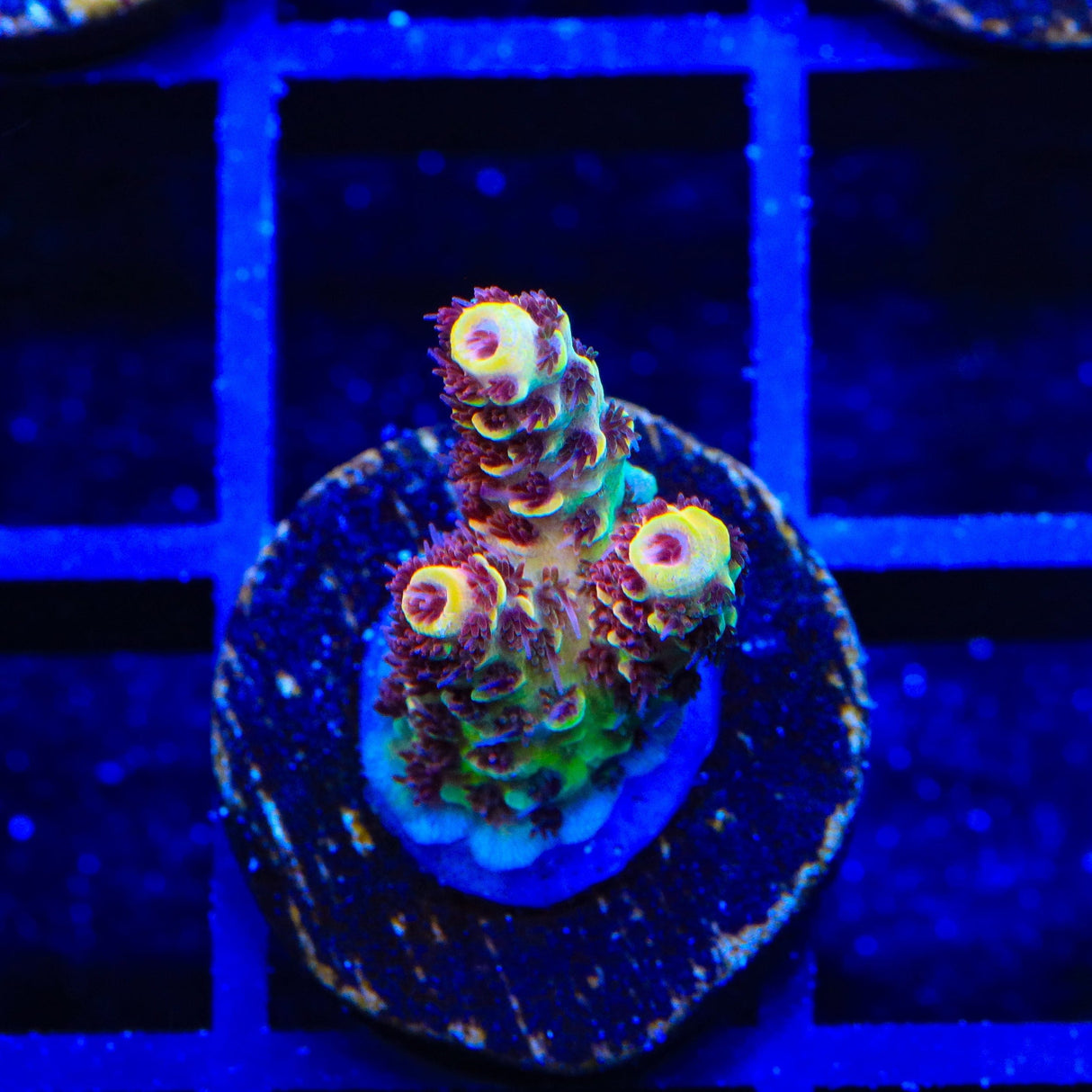 TSA Lion O Acropora Coral