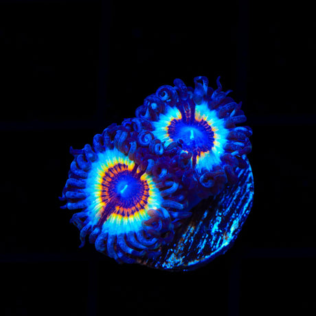 TSA Little Shop of Nightmare Zoanthids Coral