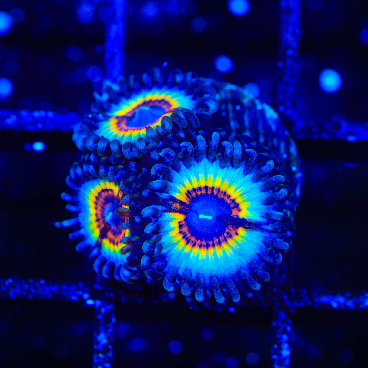TSA Little Shop of Nightmare Zoanthids Coral