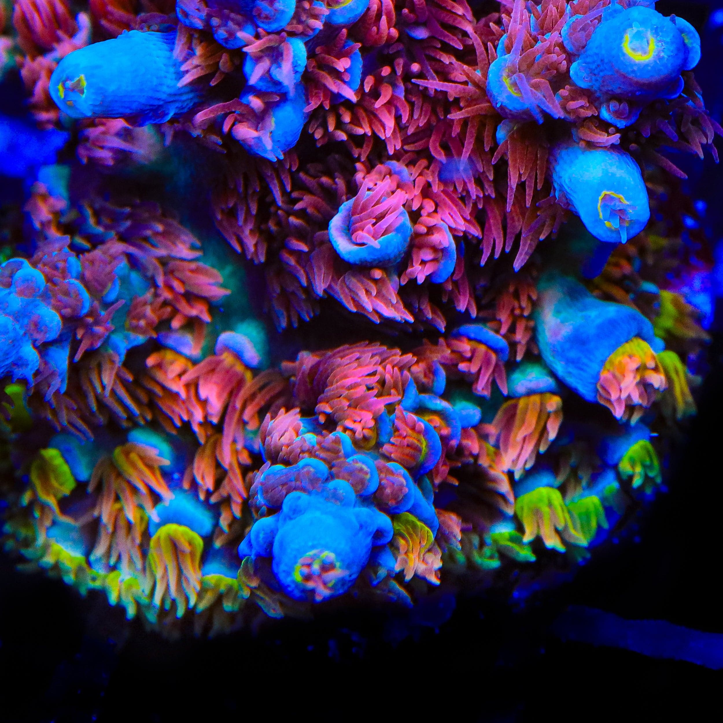 サーフロッズTKP159 TSA Rainbow Raspberry Tenuis Acropora Coral – Top Shelf Aquatics