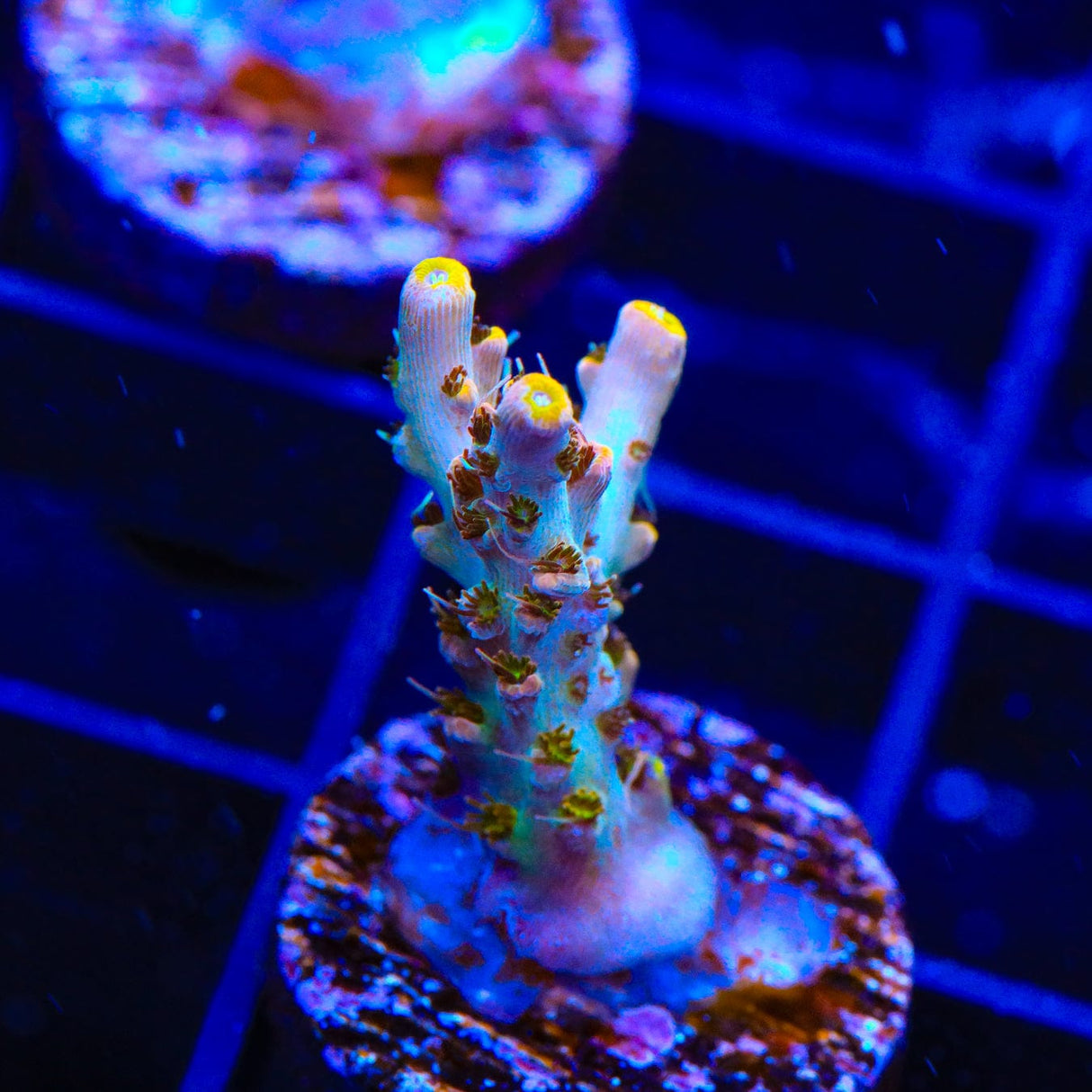 TSA Long Island Acropora Coral