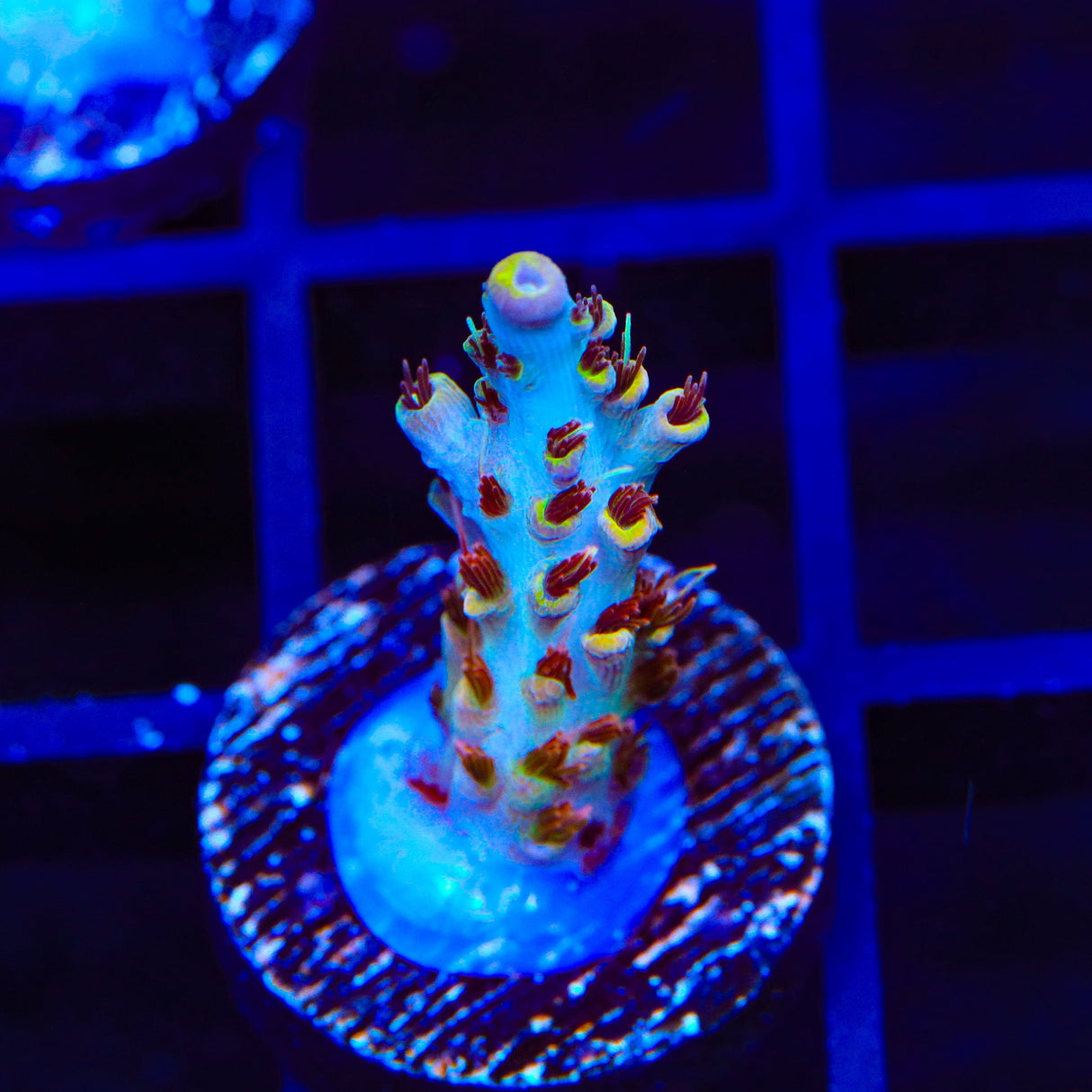 TSA Long Island Acropora Coral