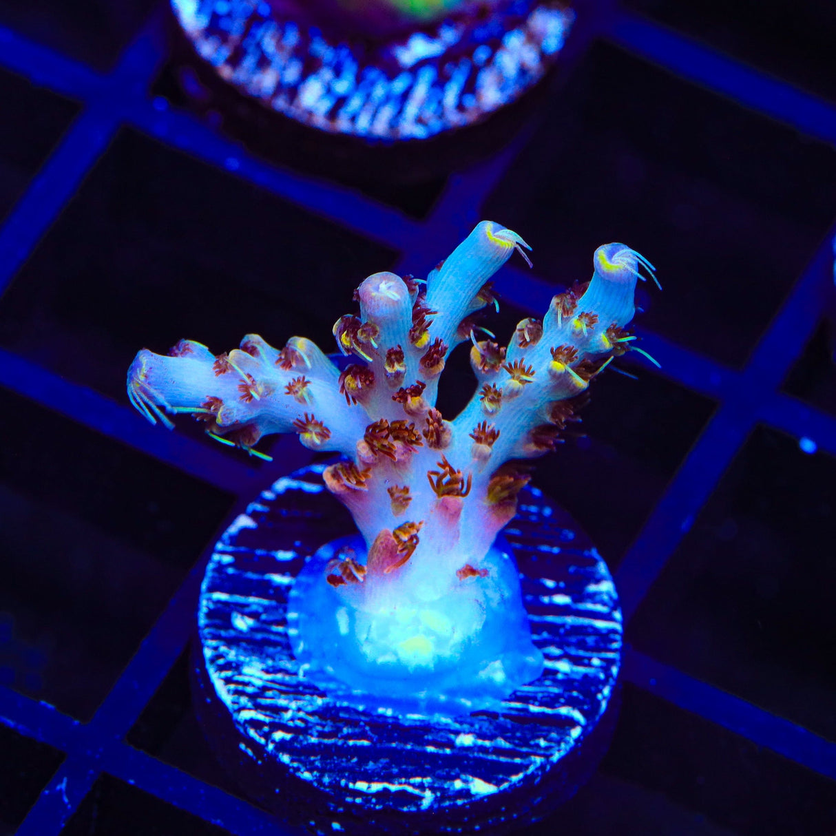 TSA Long Island Acropora Coral