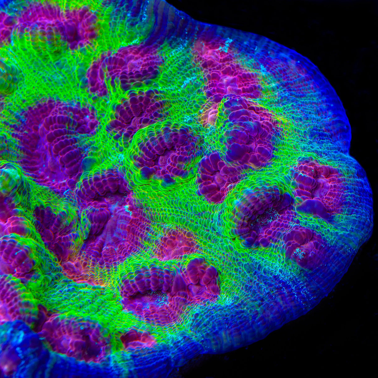 TSA Luigi Chalice Coral