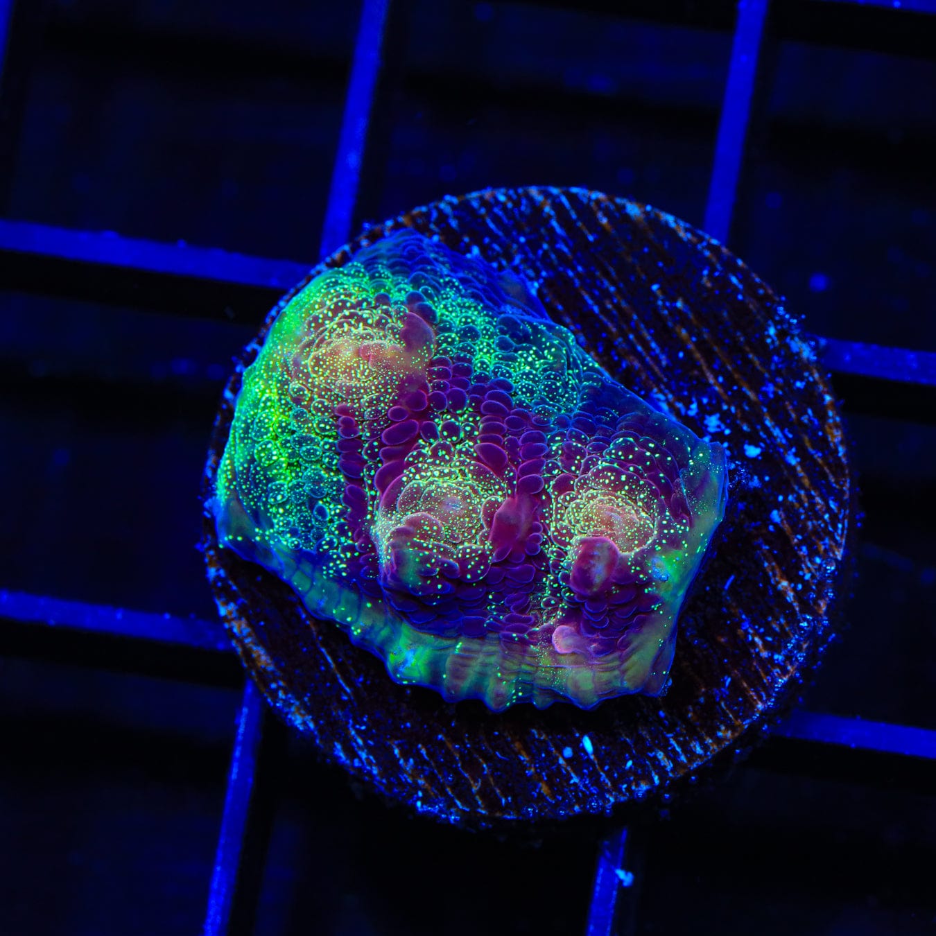 TSA Luigi Chalice Coral