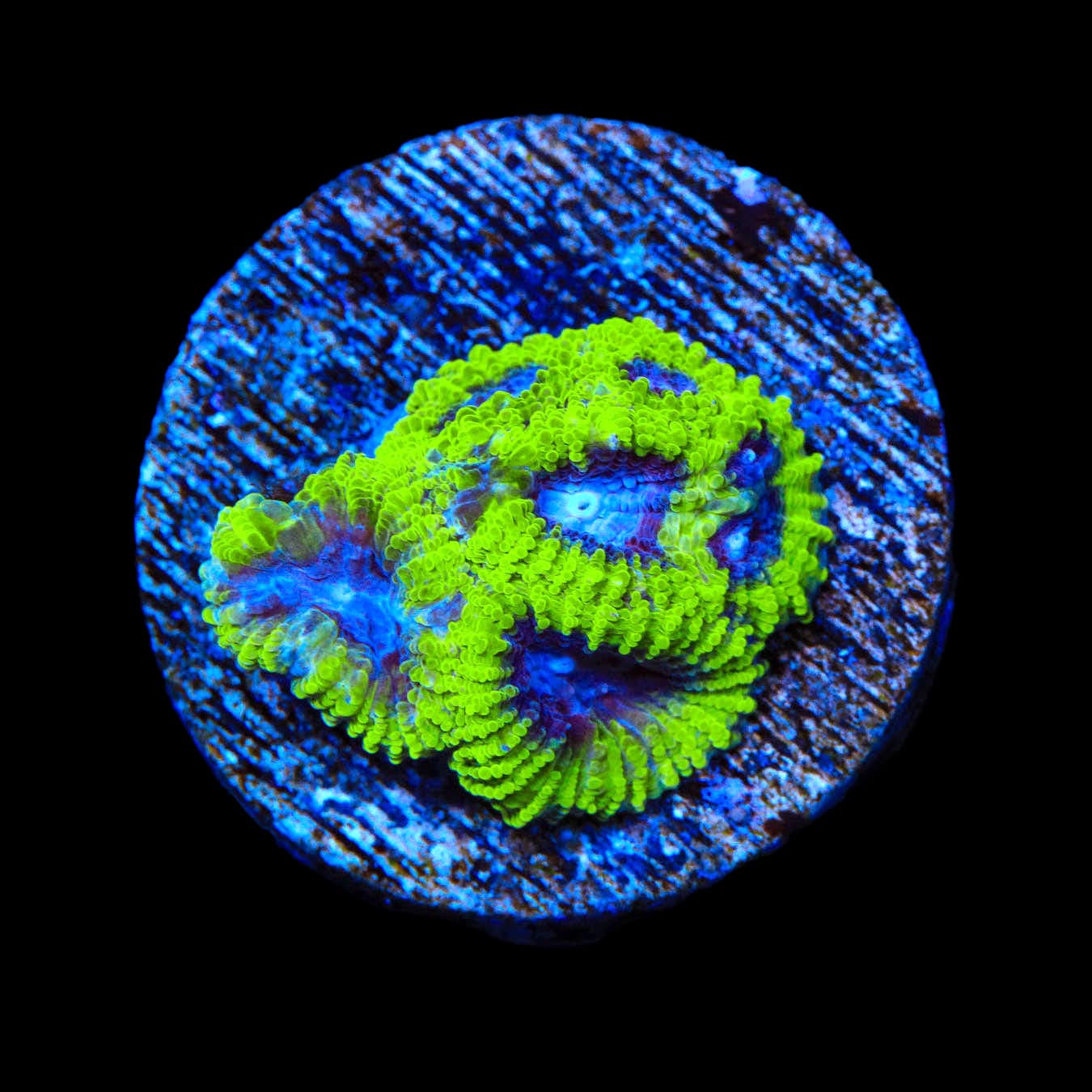 TSA Lunar Favia Coral