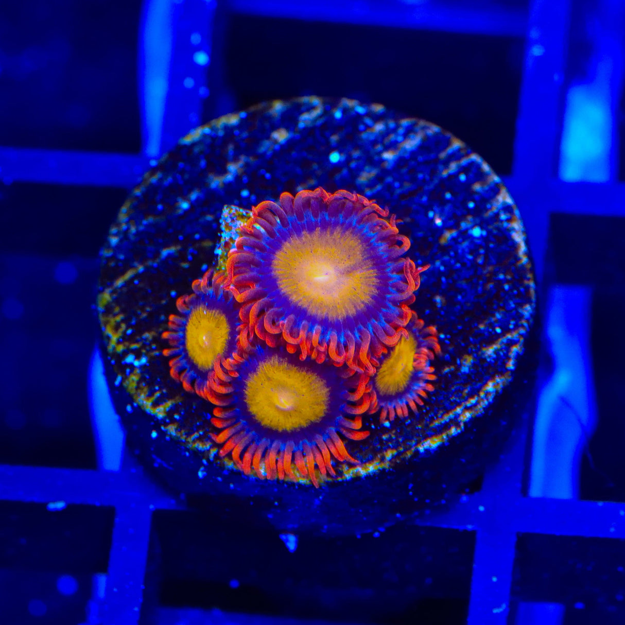 TSA Mandarin Orange Zoanthids Coral