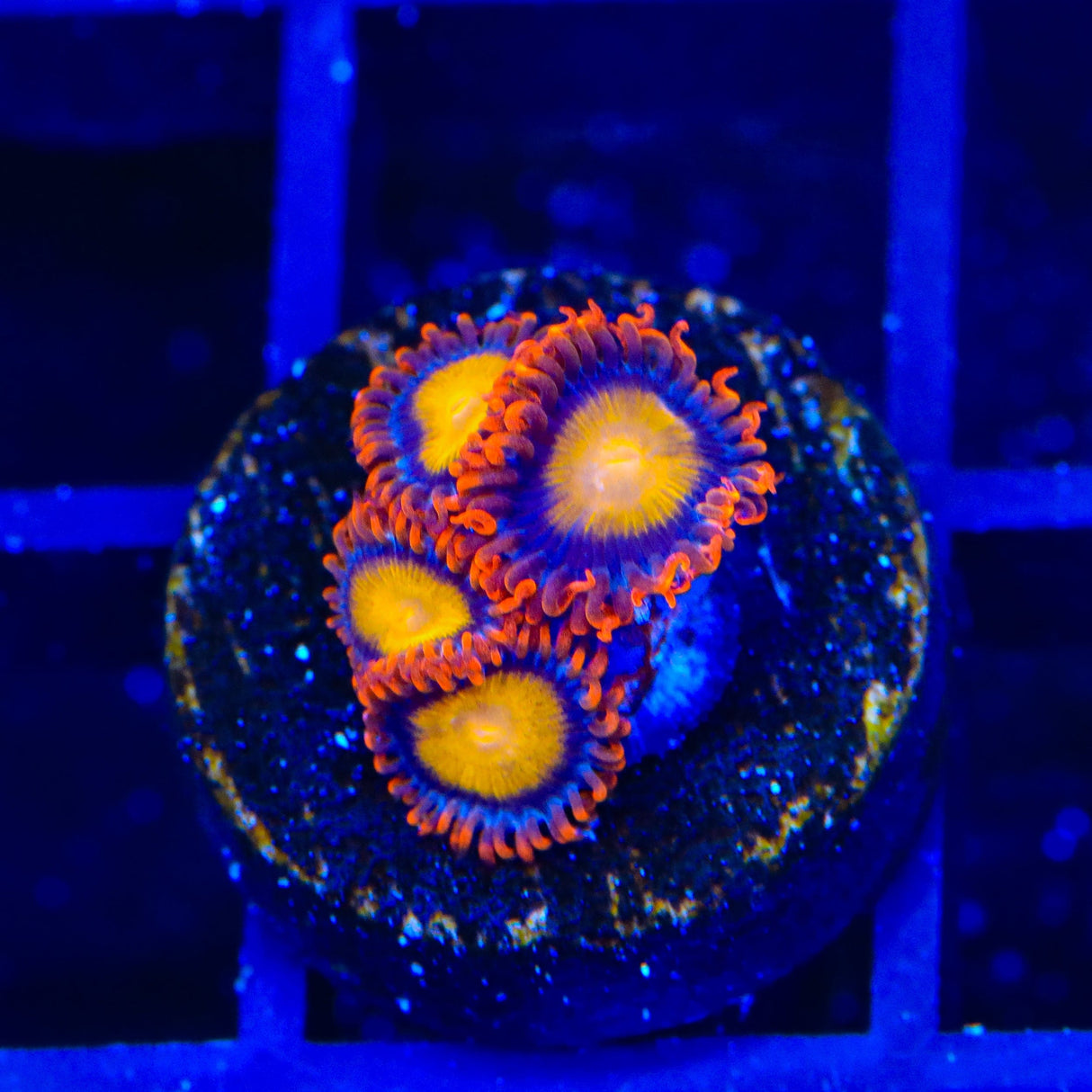 TSA Mandarin Orange Zoanthids Coral