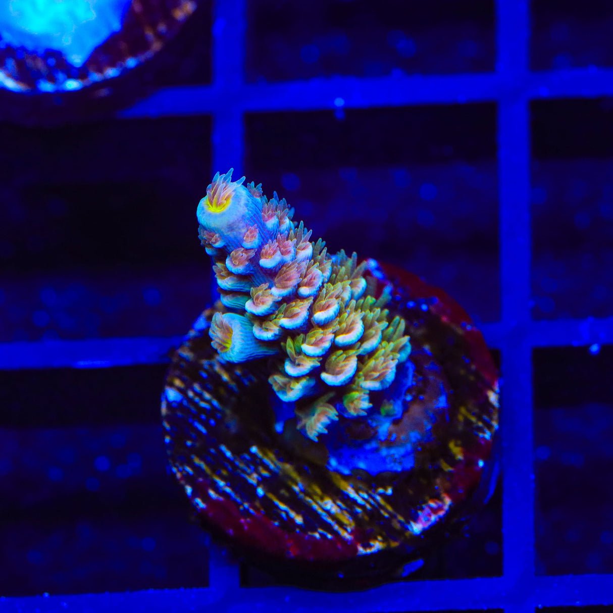 TSA Mango Passion Tenuis Acropora Coral