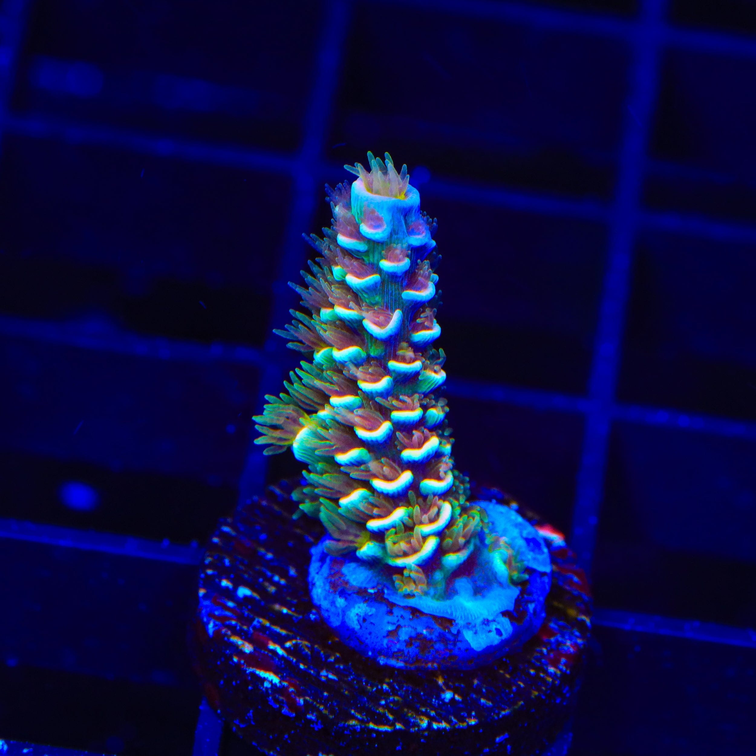 TSA Mango Passion Tenuis Acropora Coral