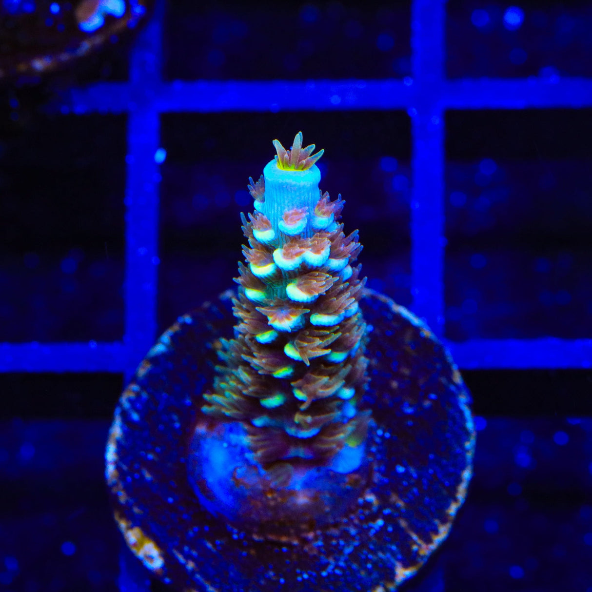 TSA Mango Passion Tenuis Acropora Coral