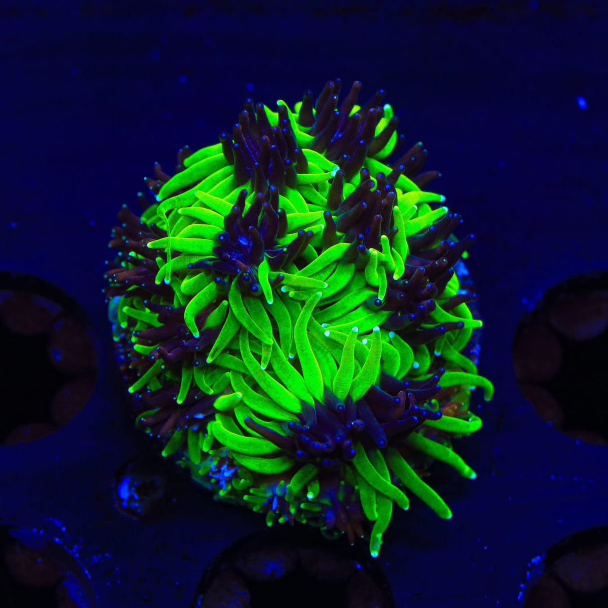 TSA Mardi Gras Galaxea Coral