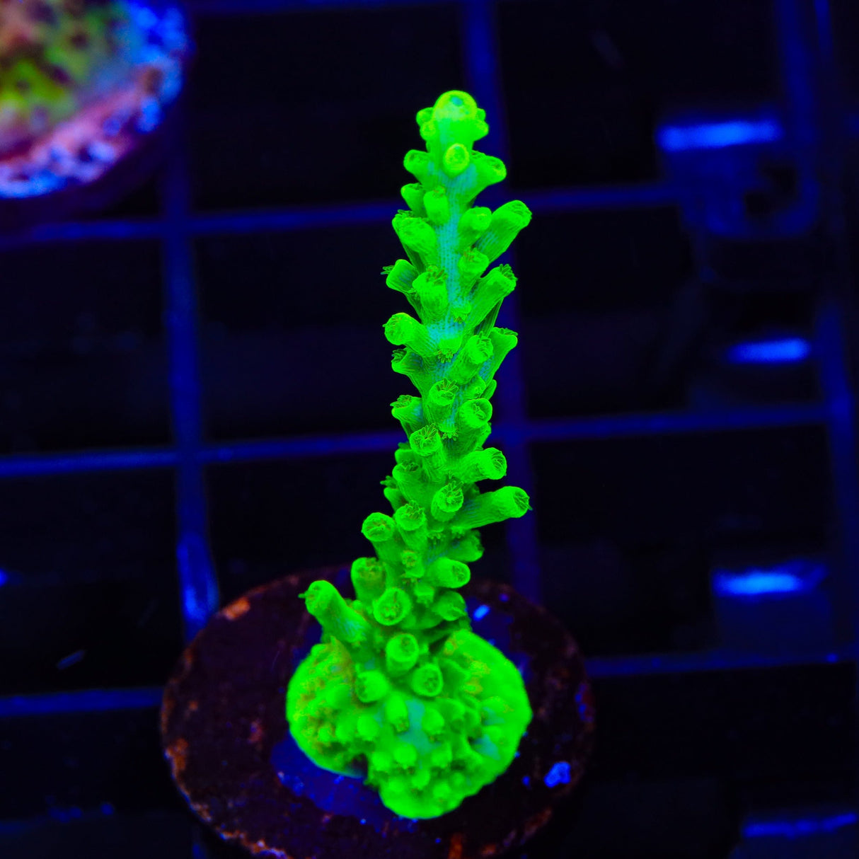TSA Margaritaville Acropora Coral