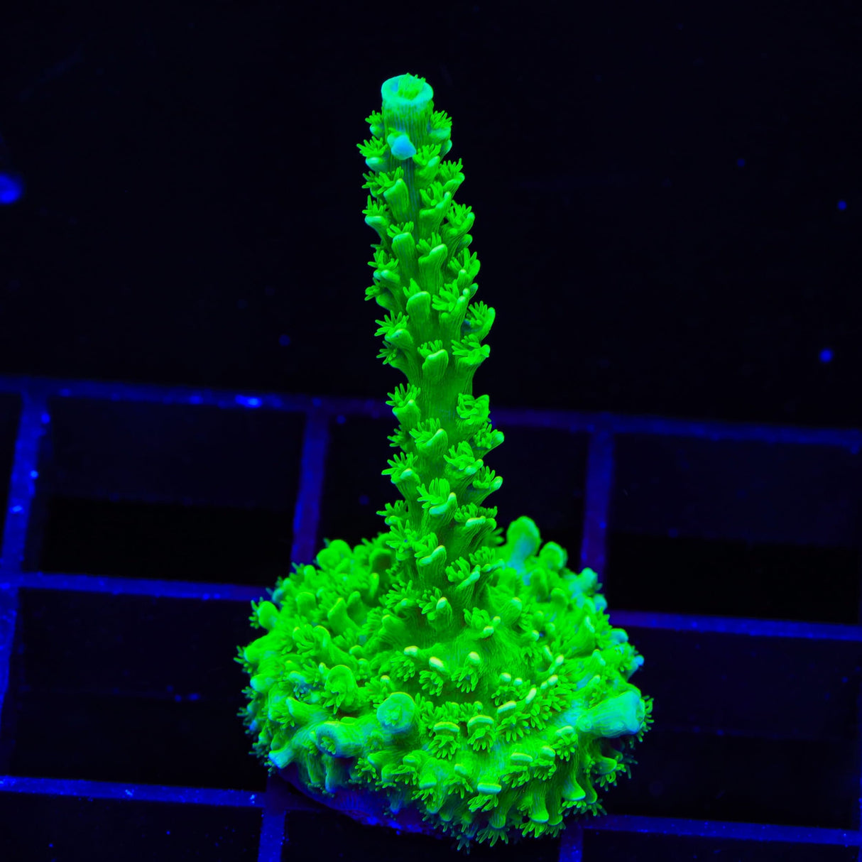 TSA Margaritaville Acropora Coral