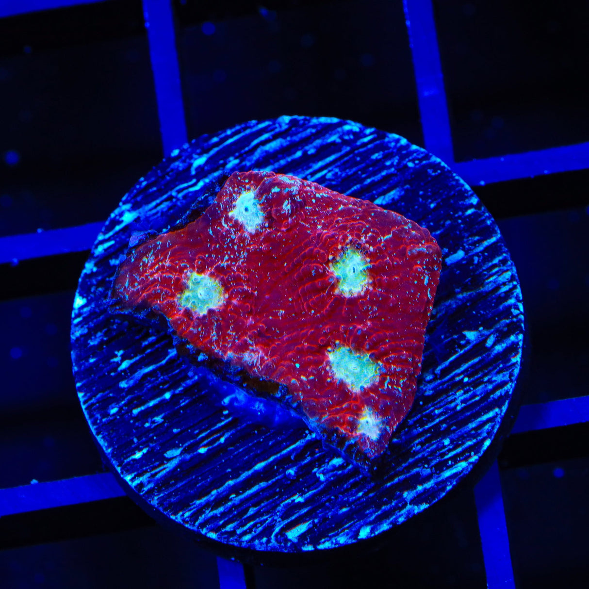 TSA Martian Man Chalice Coral