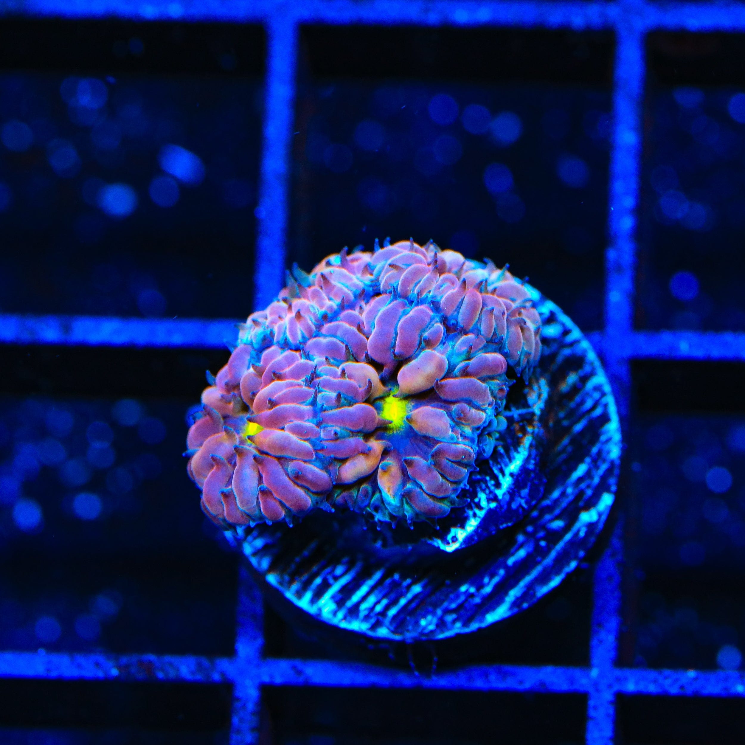 TSA Merlot Merletti Blastomussa Coral