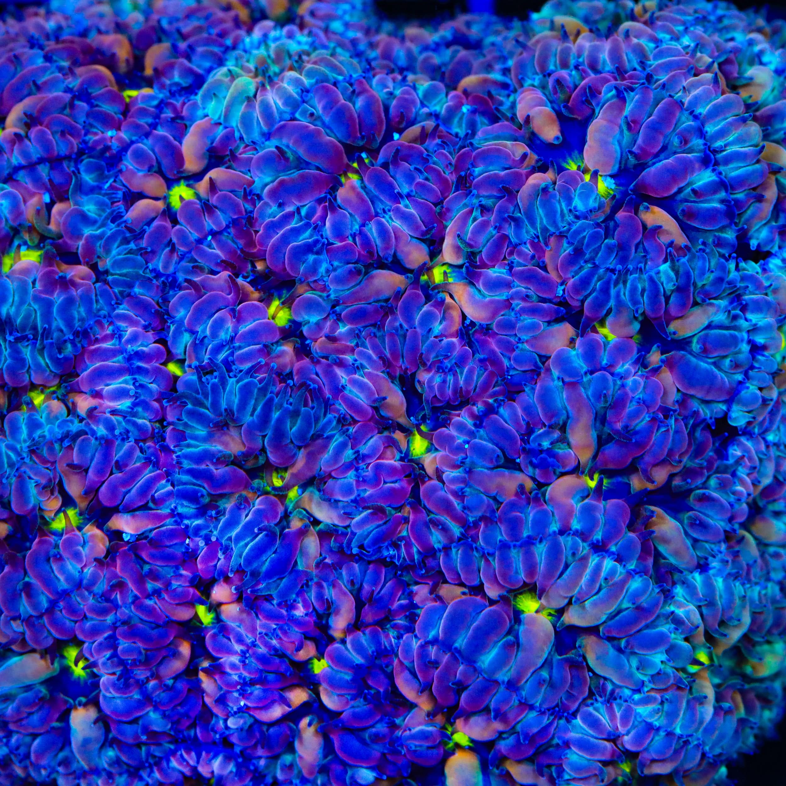 TSA Merlot Merletti Blastomussa Coral – Top Shelf Aquatics