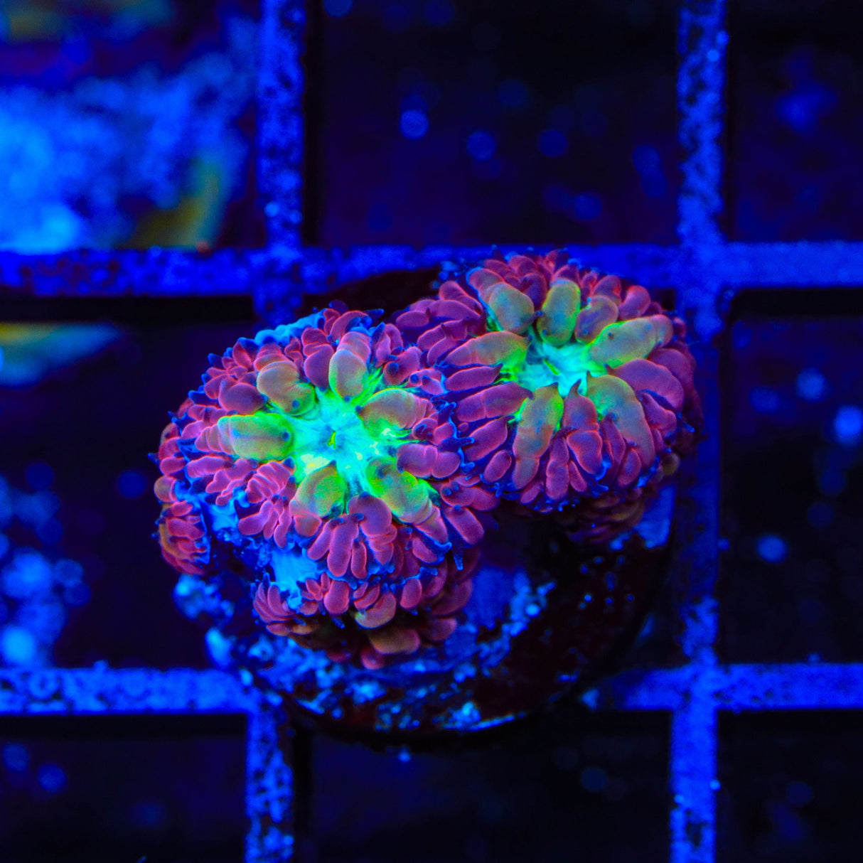 TSA Merlot Merletti Blastomussa Coral