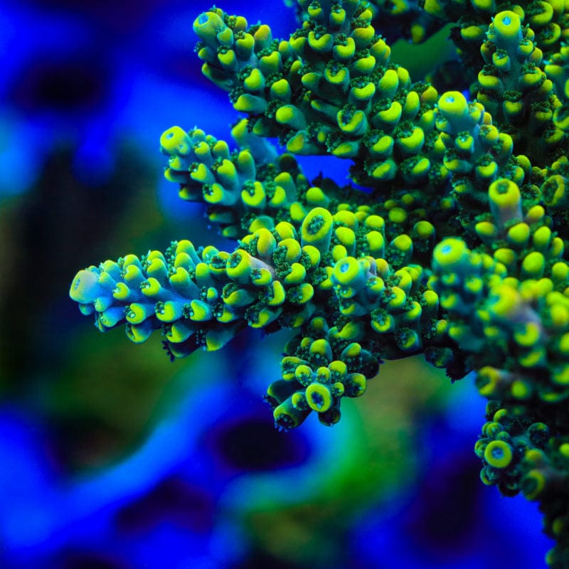TSA Mile High Latistella Acropora Coral