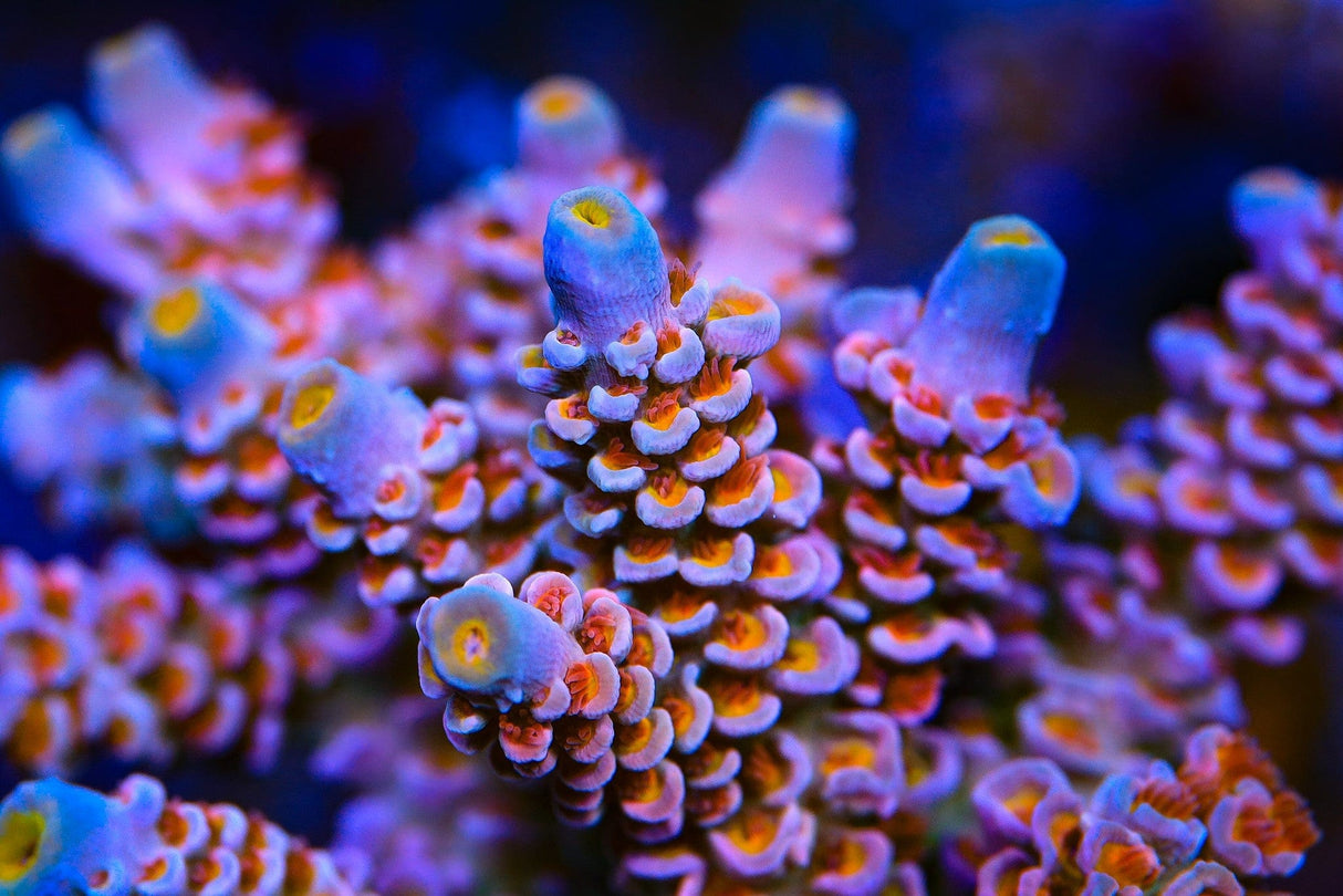 TSA Miss Piggy Tenuis Acropora Coral