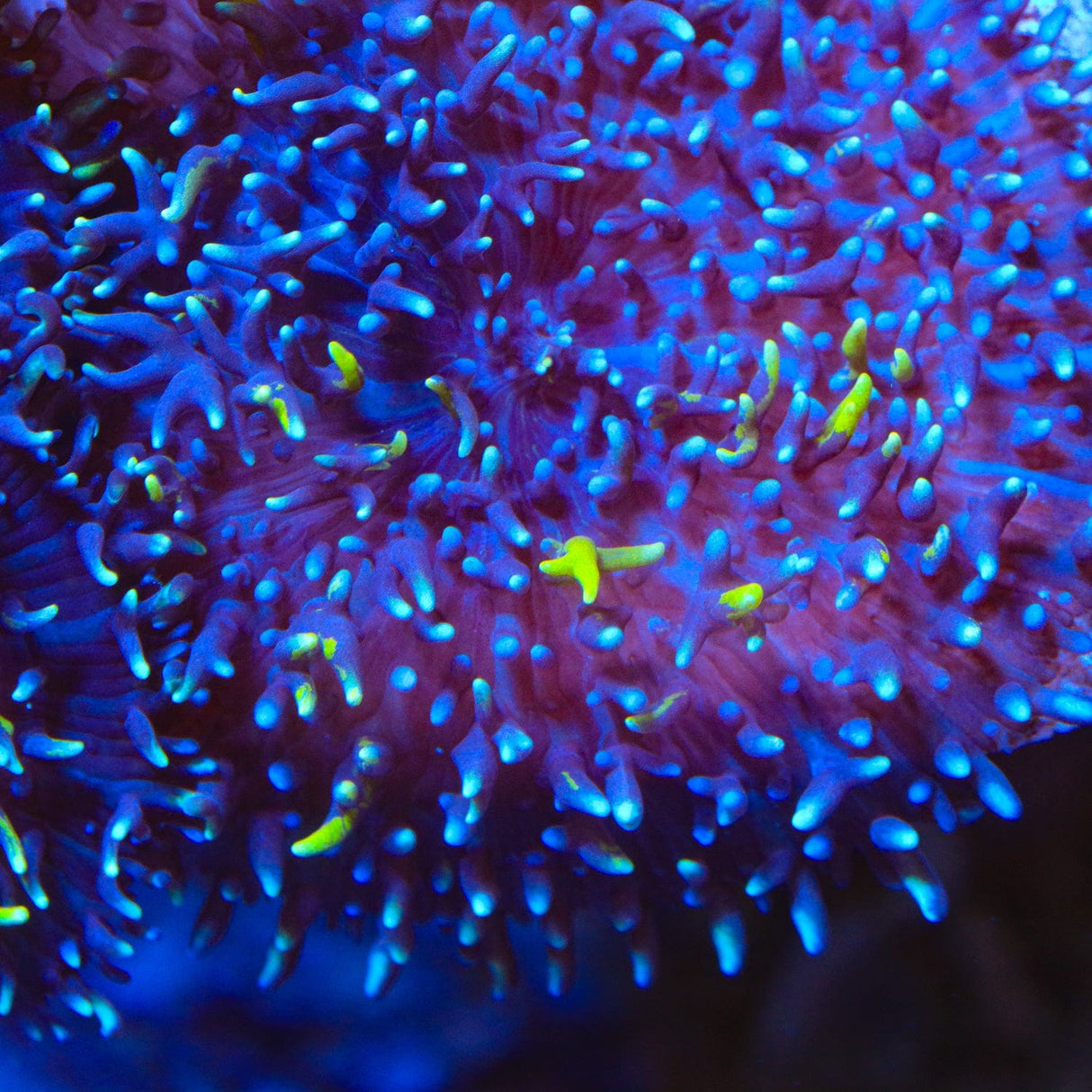 TSA Mojo Magic Mushroom Coral